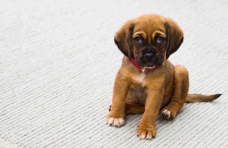 Come abituare il cane a fare i bisogni sulla traversa