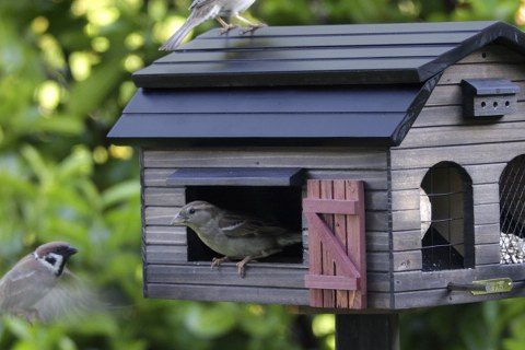casette per uccelli in giardino dove metterle