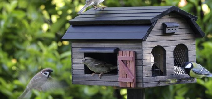 casette per uccelli in giardino dove metterle