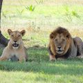 Tutto quello che bisogna sapere per organizzare un safari in Tanzania