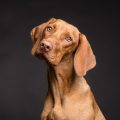 Patologie dei cani, quali sono le più diffuse? Ecco come riconoscerle