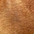 Curare il pelo del cane: ad ogni tipologia i giusti consigli