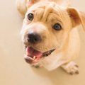 Come prendersi cura di un cane? Consigli e suggerimenti